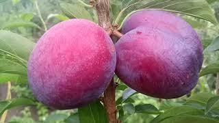 Слива диплоидная сорт Бербанк Гигант(plum Berbank Gigant)