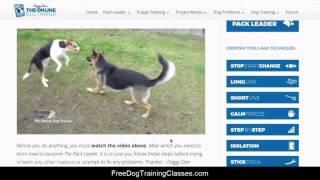 Doggy Dan's online dog trainer review - does the course work?