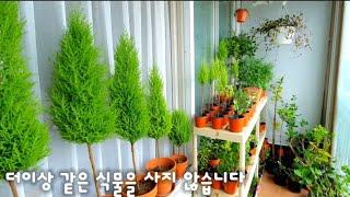 더이상 같은 식물을 사지 않습니다ㅣ삽목둥이 근황 전할께요ㅣ베란다정원 ㅣ율마,아젤리아,카랑코에,자스민,호주매화,데모루 ...많아요