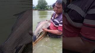 Fish Farming #shortsviral #aquaculture #yputube #safanafishing #fishfarming #shots #fish #short