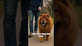 Meet the Chow Chow: China’s Ancient Powerhouse