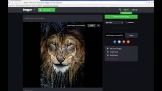 Как загрузить фотографию из Imgur на форум?Ответ тут!