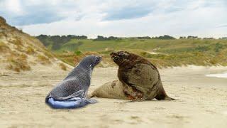 Miracle of Life: A Seal Gives Birth to Her Adorable Pup