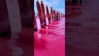 Bright pink Lake Hillier in Australia #pink #shorts