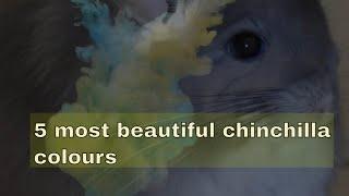 Top 5 most beautiful chinchilla colours