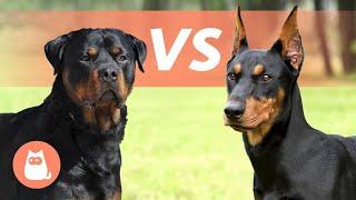 Rottweiler vs Dobermann Pinscher  Welche Rasse passt am besten zu dir?