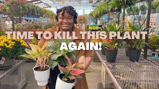 BIG BOX PLANT SHOPPING at Lowes / PLANT HAUL