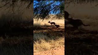 هجوم النمر على سبرينغبوك.  # ليوبارد # animalfight #wildanimal
