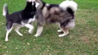 Siberian husky VS Alaskan Malamute