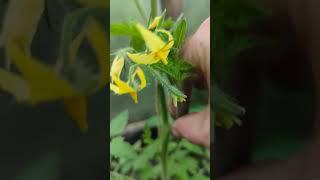 Deeply satisfying #gardening #greenfingers #tomatoes #sideshoots