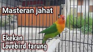 Masteran lovebird ngekek panjang, efektif memancing emosi Bunyi, semua labet ikut ngekek