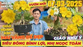 CHÚ 10 RI Giao Lưu Mai Vàng Giá Rẻ, Siêu Bông Bình Lợi, Giảo Như Ý, Nhị Ngọc Toàn.. • THÀNH TRỌNG LÊ