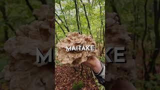 Maitake, Hen of the Woods (Grifola frondosa)