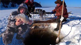 Ловля крупного карася сетью 21 февраля