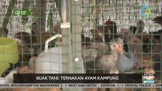 Ternakan Ayam Kampung Beri Pulangan Lumayan