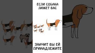 А вы знали, что собака долго лижет только своих?) #собака #авызналиэто #академияброкколи #животные