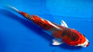 Premium Japanese Goromo  koi (Cyprinus carpio) #1 for sale