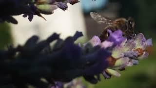 Phantom Flex 1000fps