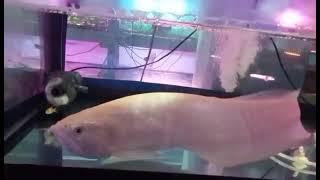 Asli Cantik Ikan Arwana Silver albino ini#65 Cm#