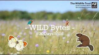 #WILDBytes Episode 4: Beavers