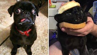 Funny Animals that Will Brighten Up Your Day  Cute
