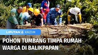 Pohon Tumbang Akibat Hujan Disertai Angin Kencang Timpa Rumah di Balikpapan | Liputan 6 Kaltim