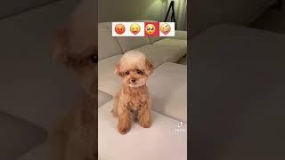 emociones vercion perrito (tiktok)