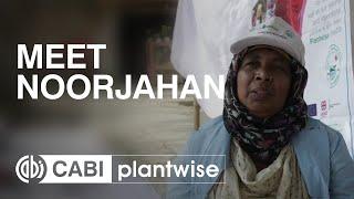 Meet Noorjahan, a Bangladeshi plant doctor