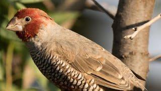 How to care for a red headed Amadina finch