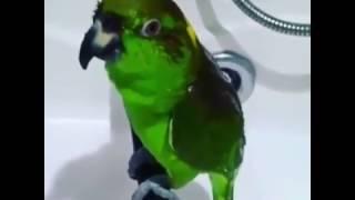 Parrot sings a song. Parrot humor