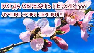 Лучшие сроки обрезки персика !!!