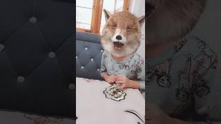 #fashion #dance #cat #tiktok #funny #cute #pets #animals #trending #comedy #animation #fyp #favorite