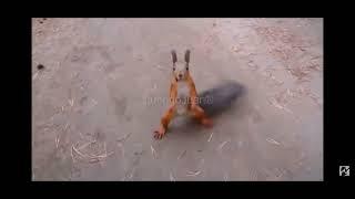 Funny dancing squirrel 