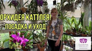 Орхидея Каттлея. Особенности ухода и посадки.