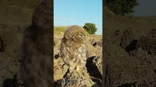 Young Little Owl