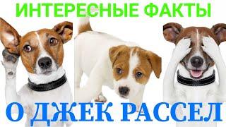 Интересные факты о породе Джек Рассел терьер