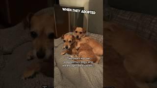 They adopted these two dogs and found out a surprise ️