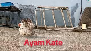 Ayam Kate Indonesia