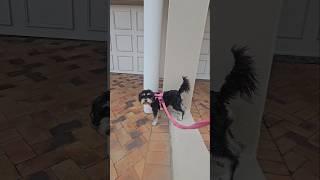 Miniature Schnauzer Climbing Off Wall