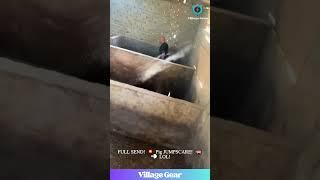 MAN JUMPS INTO PIG PEN!  Wildest Farm Moment EVER?! #fail #funny #pigs #viral #shocking