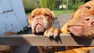 Meet the Regalrouge Dogue de Bordeaux Crew as requested 