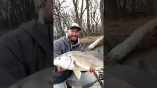 Giant Freshwater Drum | Mississippi River