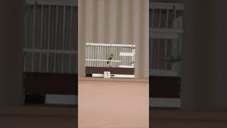 Пение канарейки Певчий кенар Как поет канарейка обучение тренировок canaries canary singing