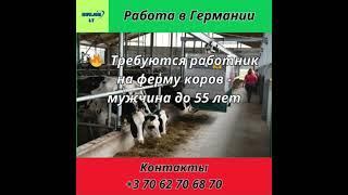 Работа в Европе. РАбота в Германии. коровник, ферма