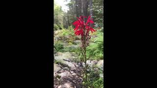 Lobelia cardinalis in optimal habitat