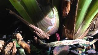 EASY CYMBIDIUM ORCHID CARE : How to induce spikes and rebloom Cymbidium Orchids