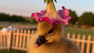 Where do we get our chickens, ducks, geese, and quail?