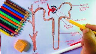 How to Draw the Structure of Nephron |Bilal Art and Craft|