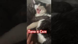 Папа Панда и Сын Чупа #love #panda #кошки