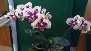 orchid Phal Jimi